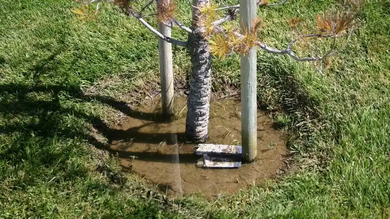 Waterlogged Soil