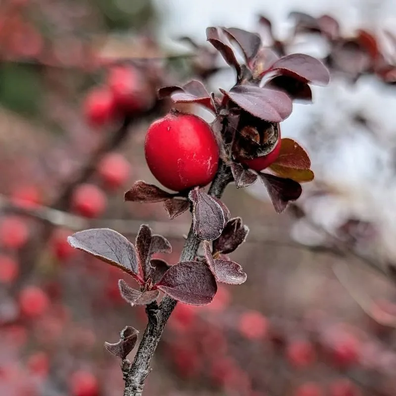 Cranberry Cotoneaster