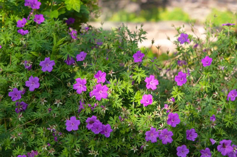 Cranesbill