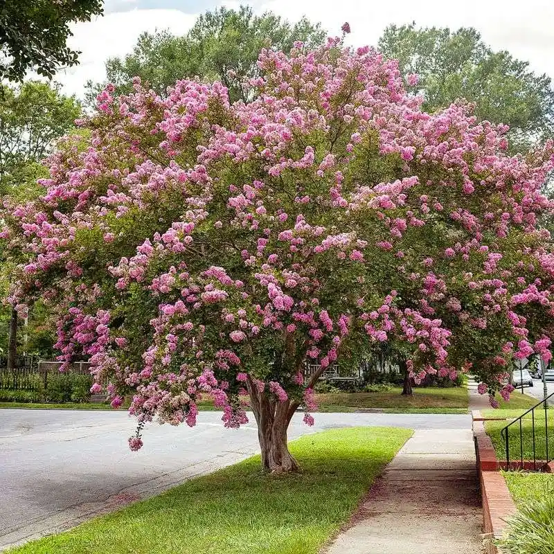 Crape Myrtle Canopy