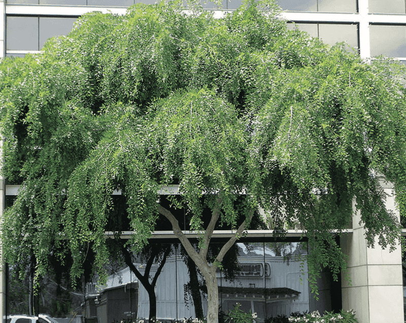 Chinese Elm