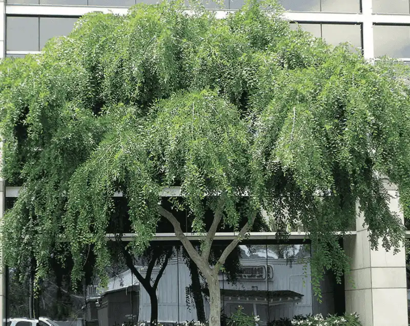 Chinese Elm
