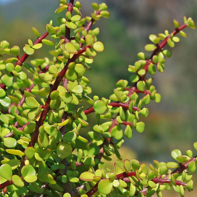 Portulacaria Afra