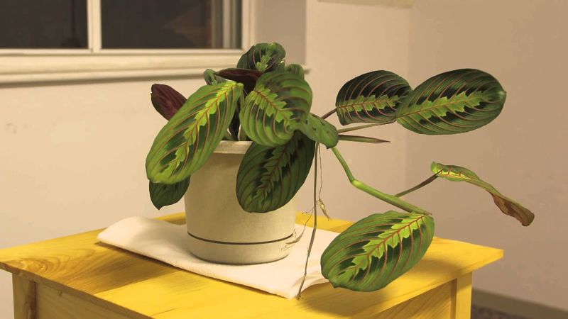 Embrace Leaf Movement