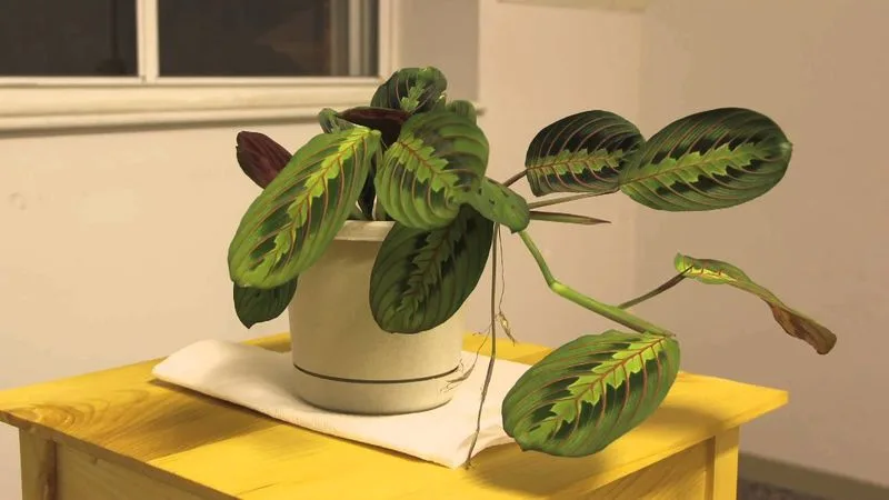 Embrace Leaf Movement
