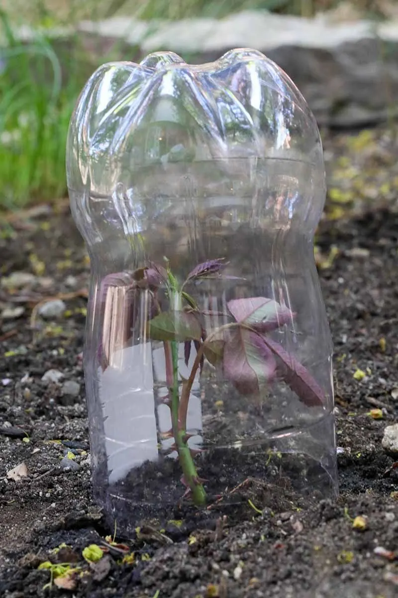Create a Humid Environment