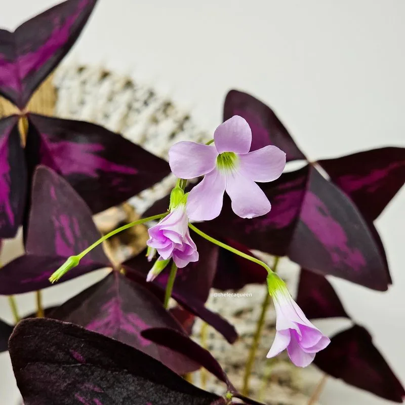 Create a Plant Care Routine