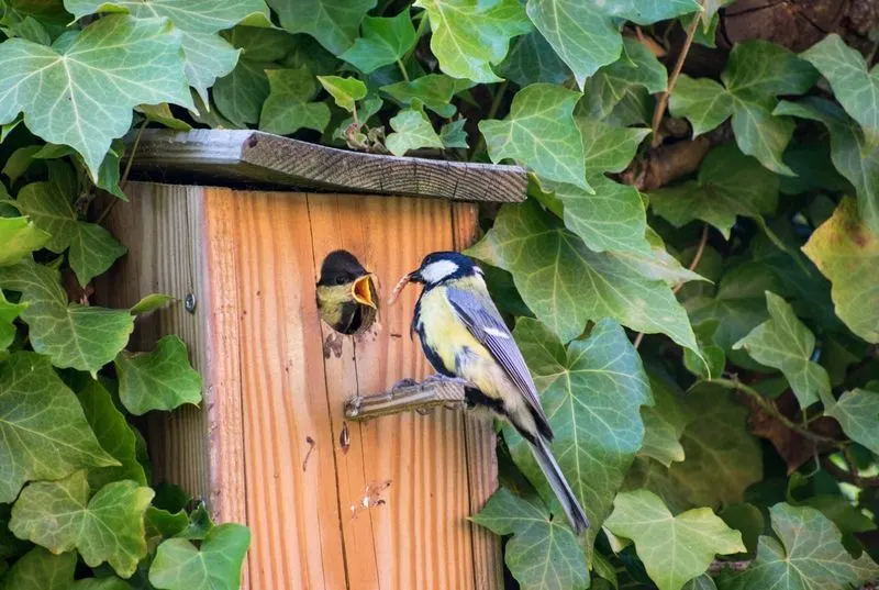 Create a Wildlife Habitat