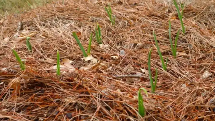 Creative Ways to Keep Slugs and Snails Out of Your Garden