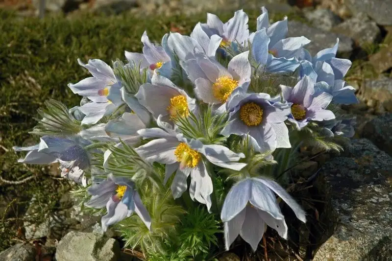 Pasque Flower