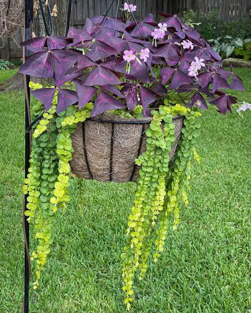 Creeping Jenny
