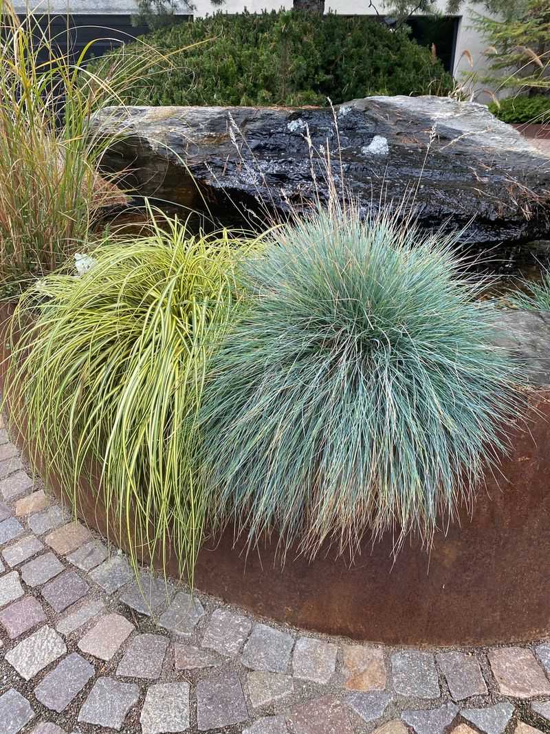 Blue Fescue