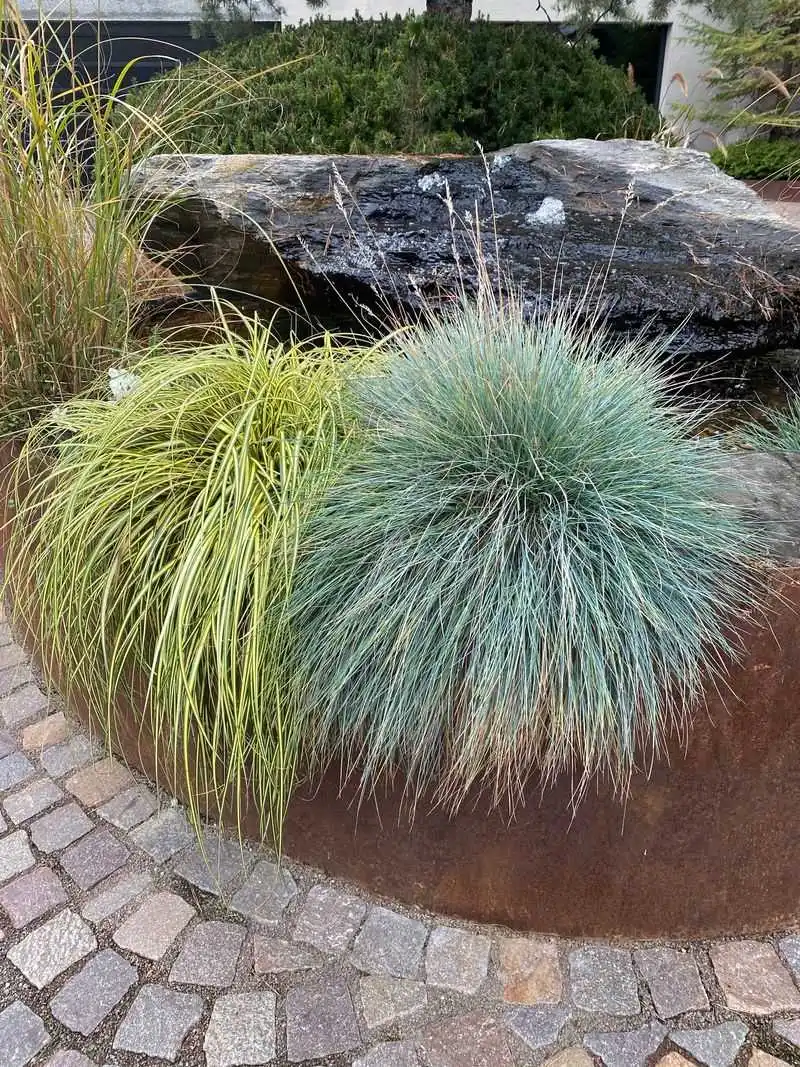 Blue Fescue