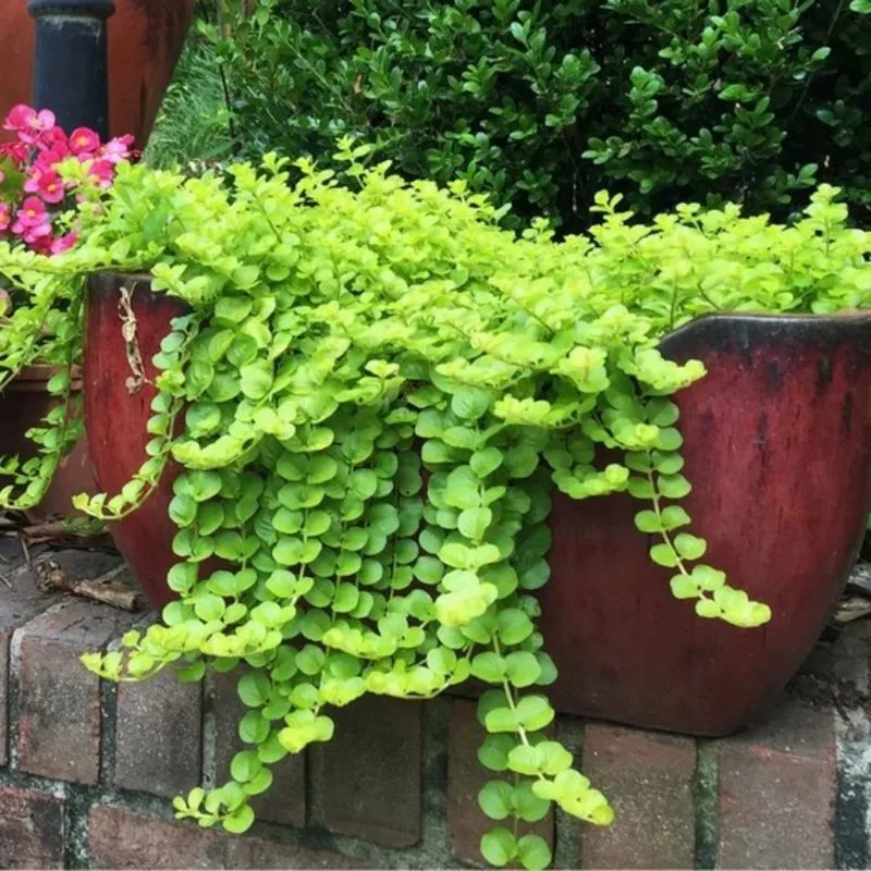 Creeping Jenny