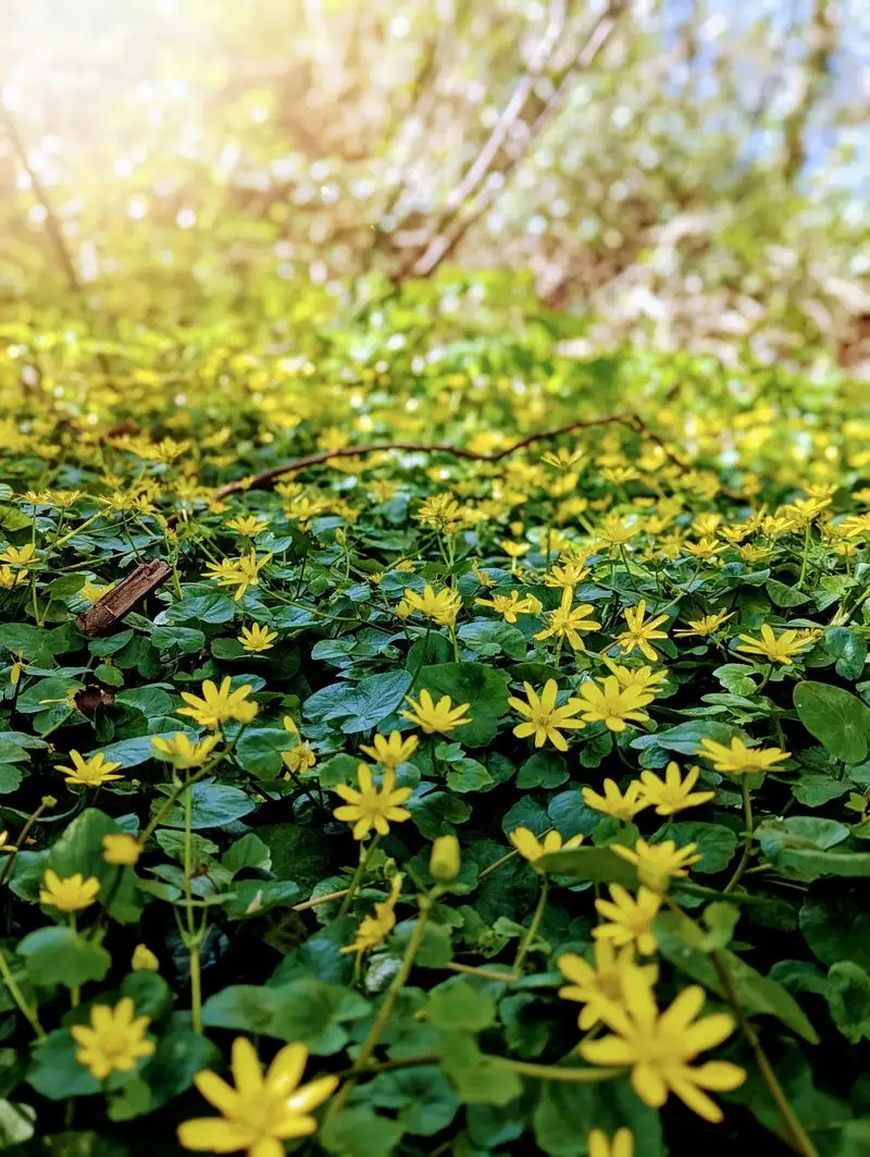 Lesser Celandine