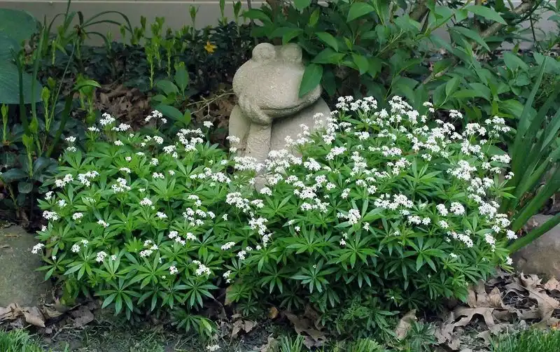 Sweet Woodruff (Galium odoratum)