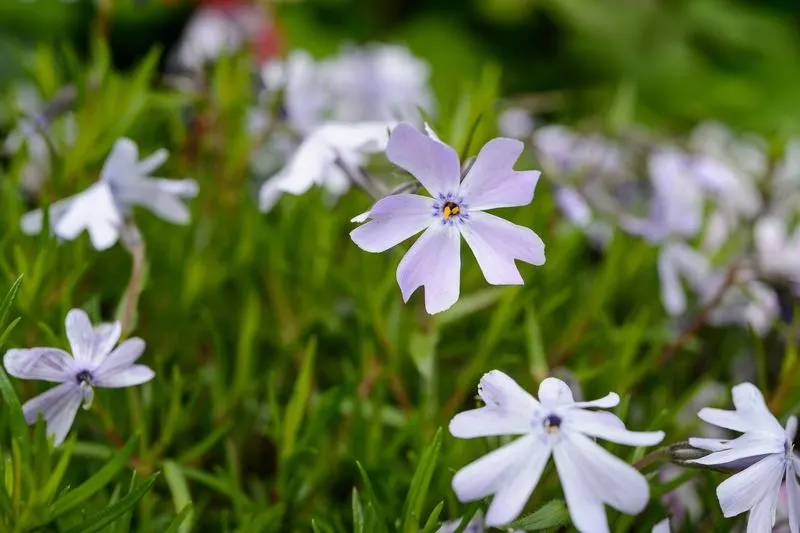 Creeping Phlox
