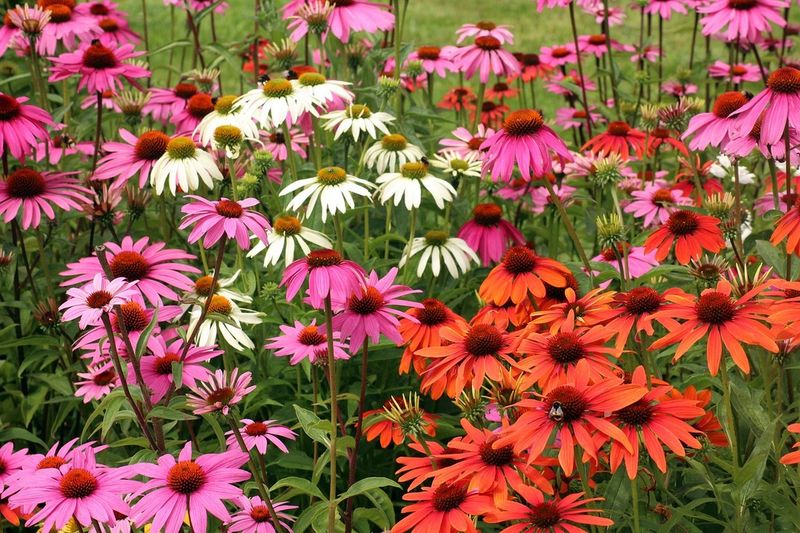 Echinacea