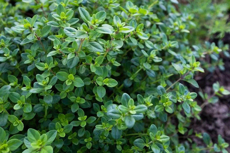 Creeping Thyme