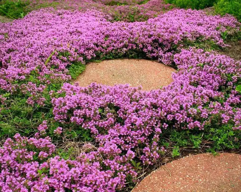 Creeping Thyme