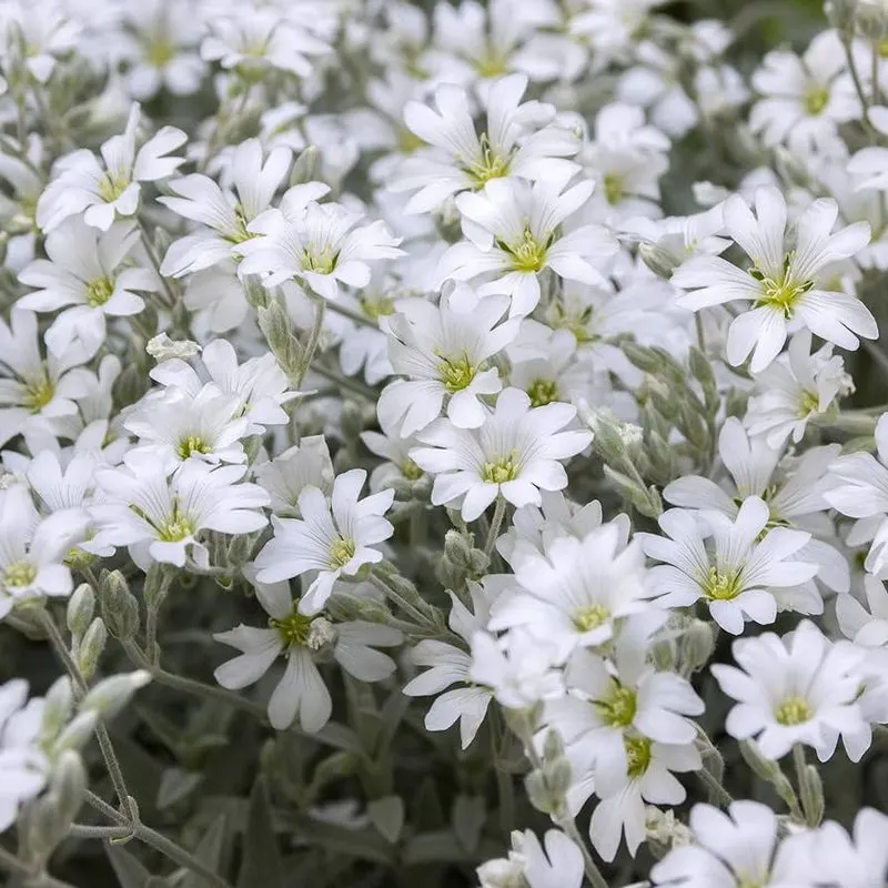Snow-in-Summer (Cerastium tomentosum)