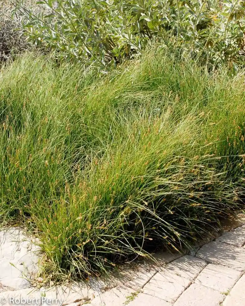 Sand Dune Sedge (Carex pansa)