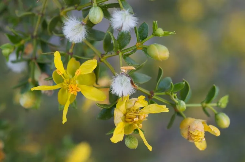 Creosote Bush
