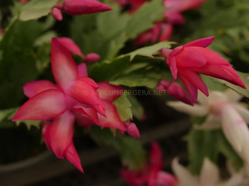 Crimson Cactus Blossom