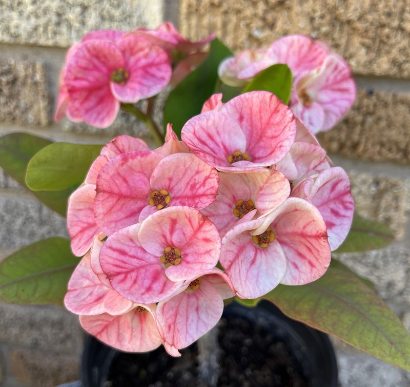 Pearl Pink Whisper