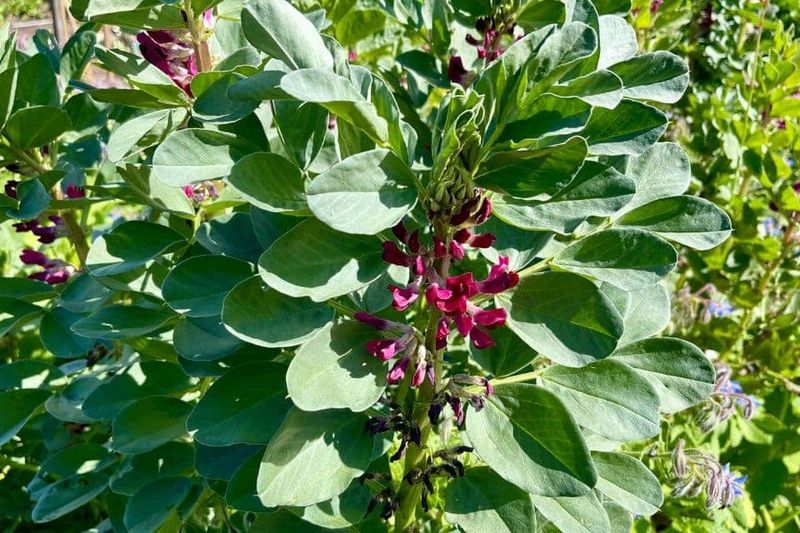 Crimson Flowered Fava Bean