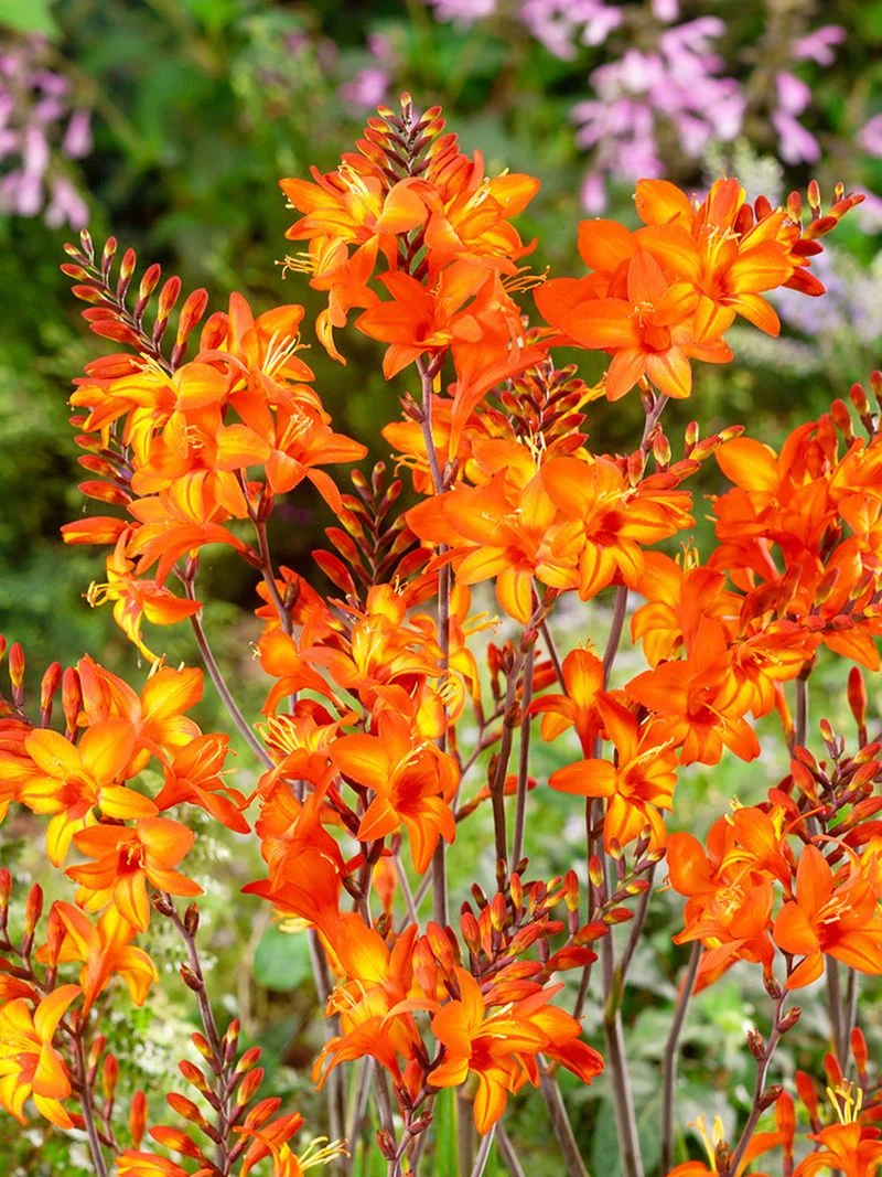 Crocosmia
