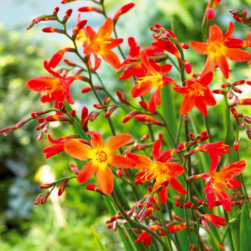 Crocosmia