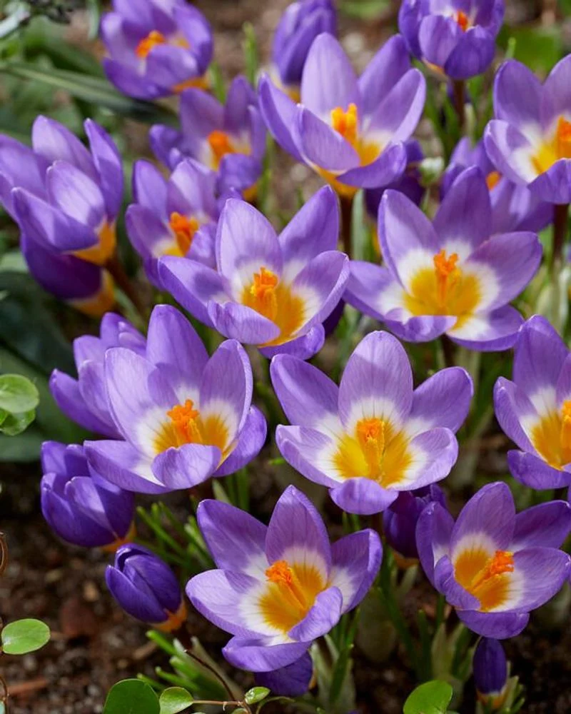 Crocus