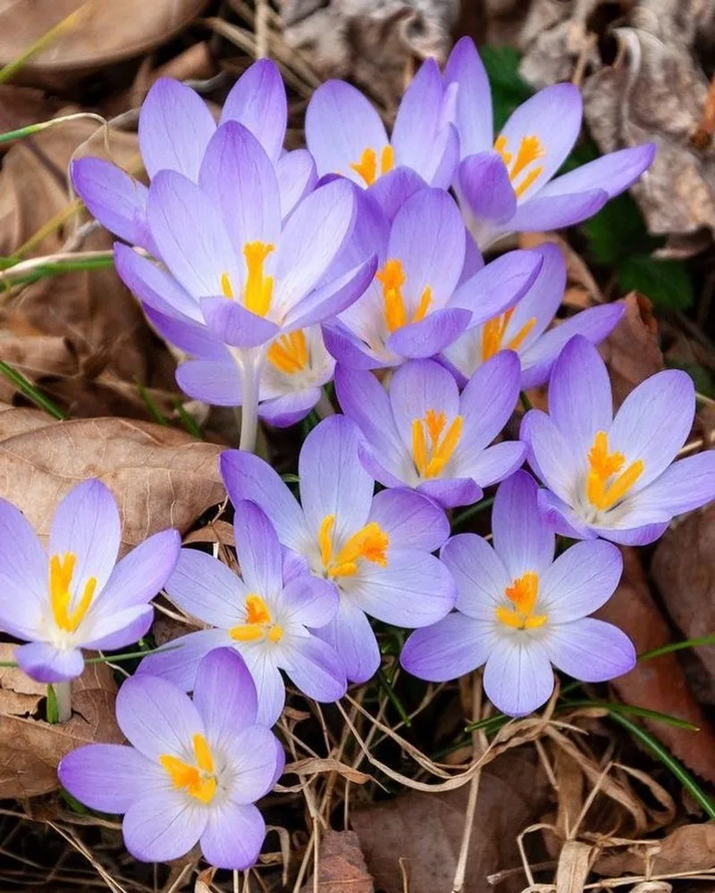 Crocus (Next Year)