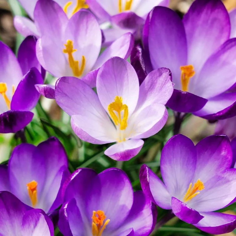 Crocuses