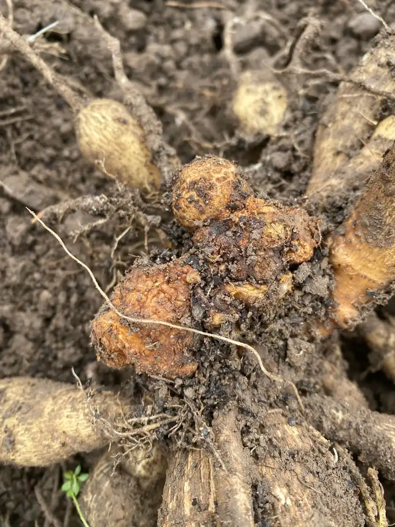 Crown Gall