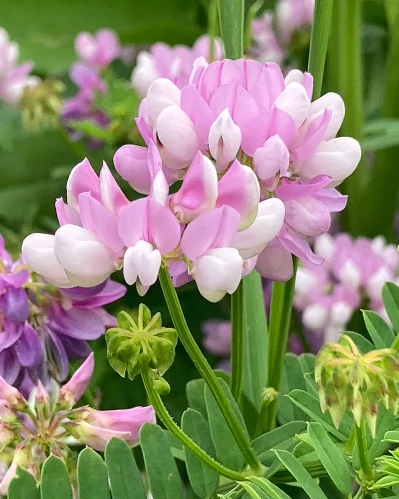 Crown Vetch