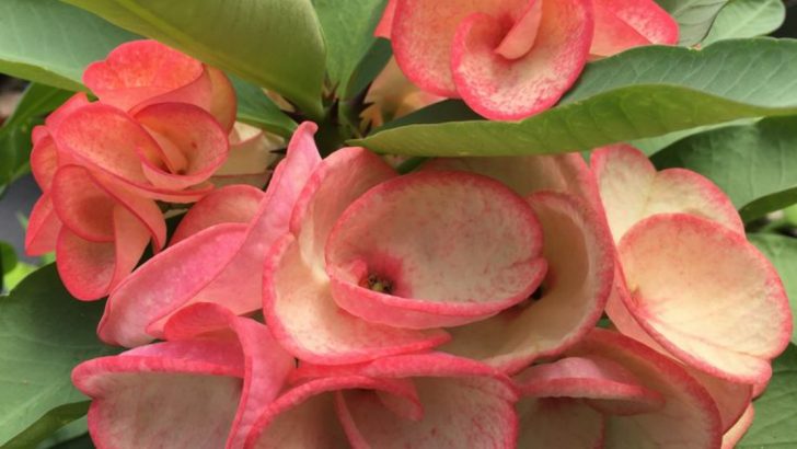 Crown of Thorns (Euphorbia milii) Hybrids That Bloom Almost Year-Round