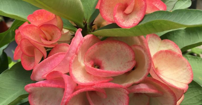 Crown of Thorns (Euphorbia milii) Hybrids That Bloom Almost Year-Round