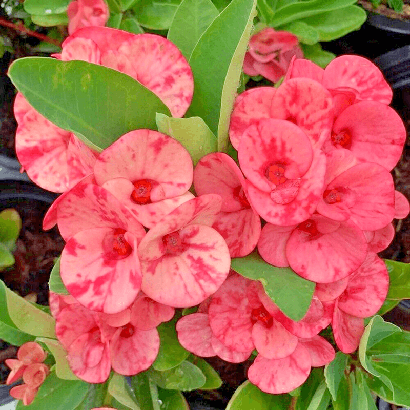Bright Coral Delight
