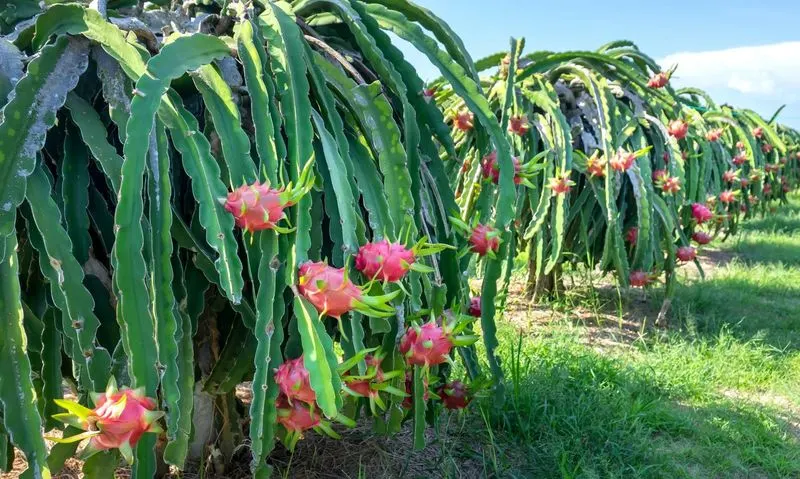 Dragon Fruit