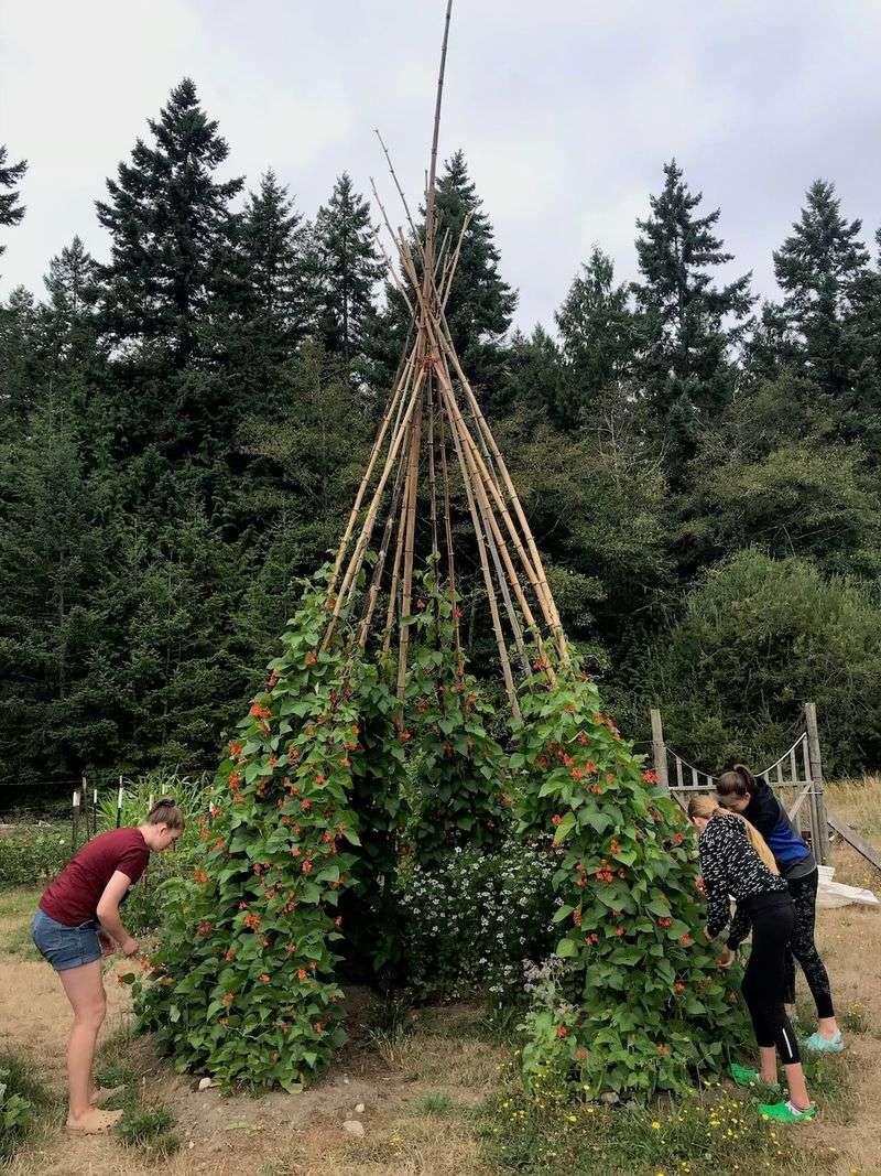 Hops and Bean Teepee