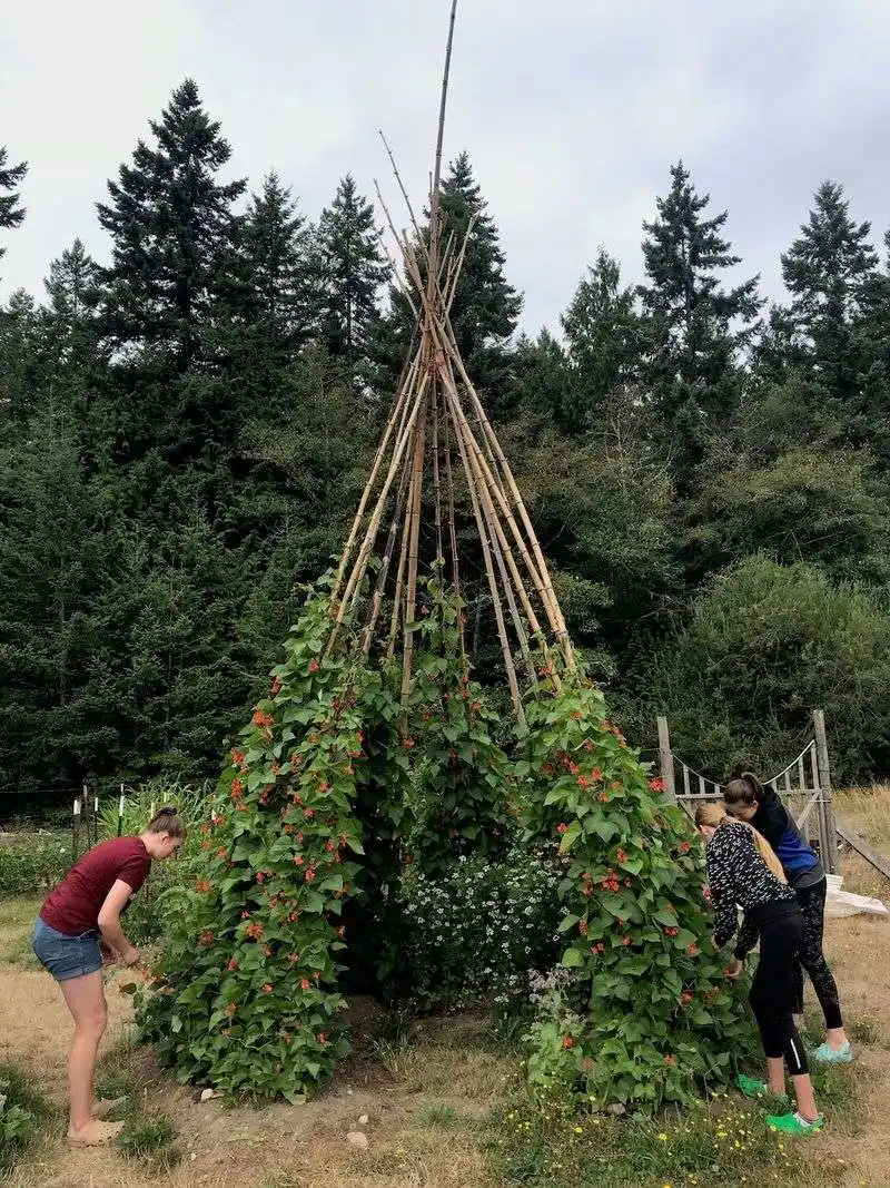 Hops and Bean Teepee