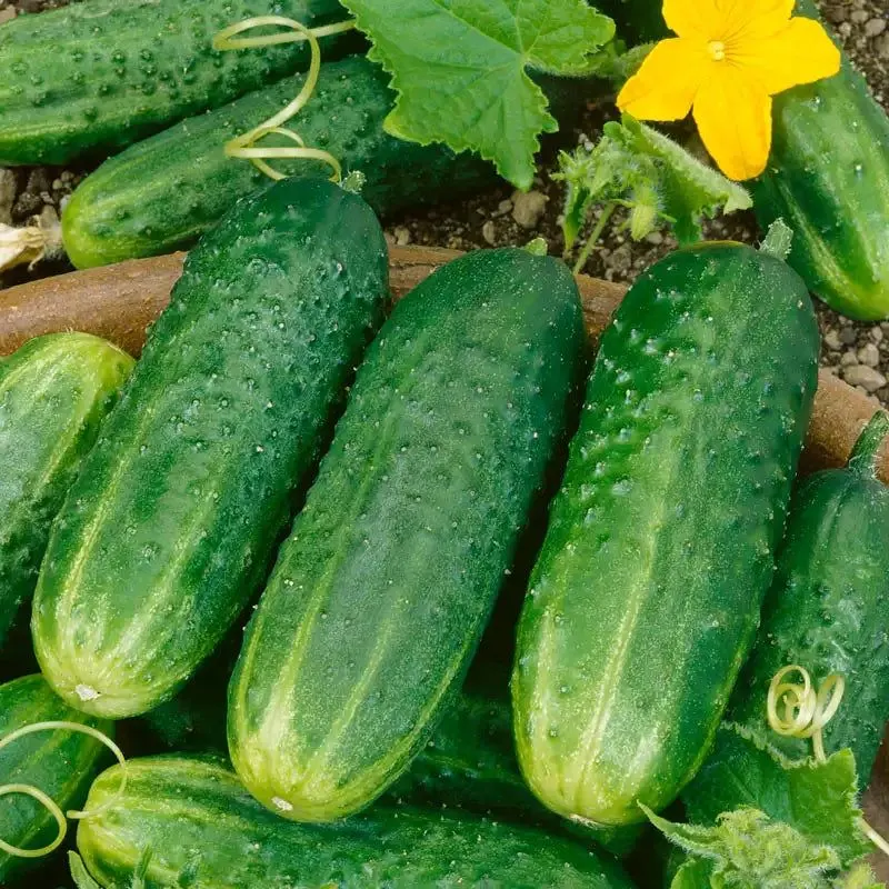 Cucumbers
