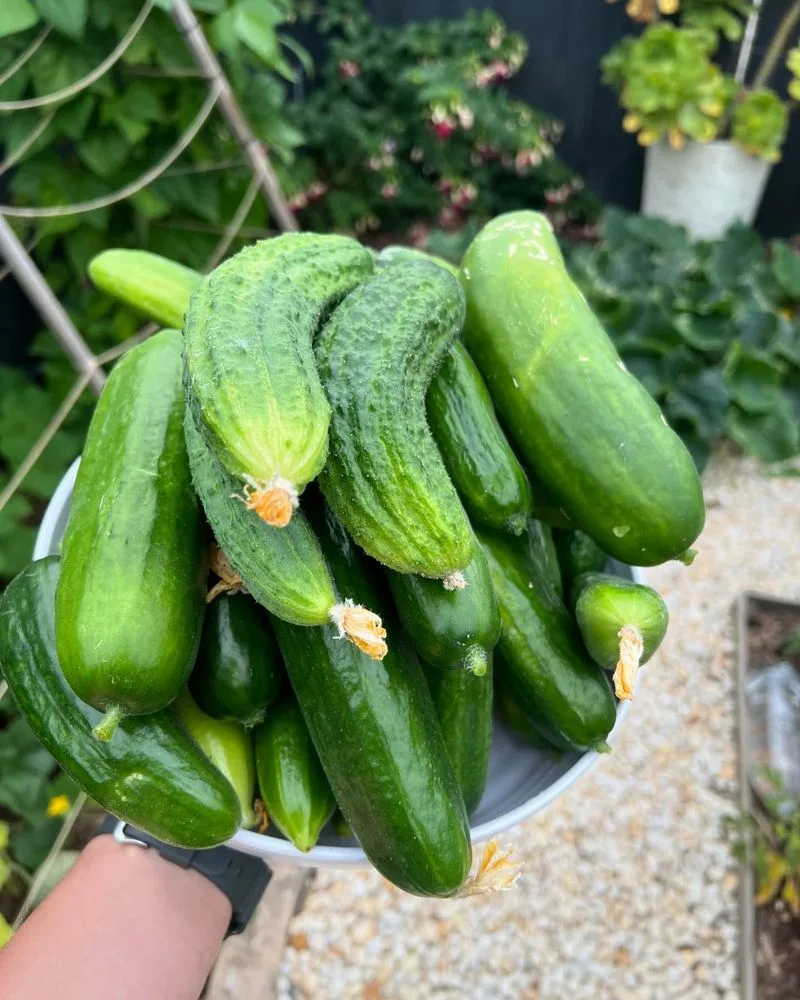 Cucumbers