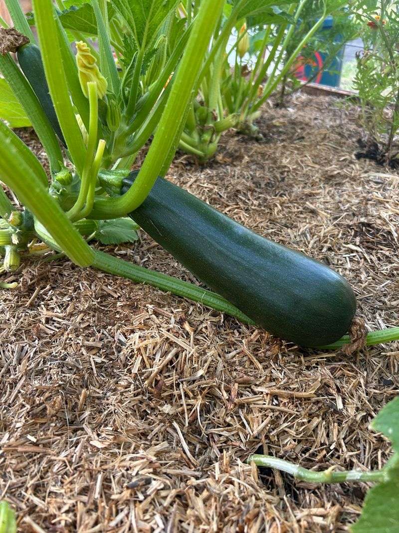 Zucchini