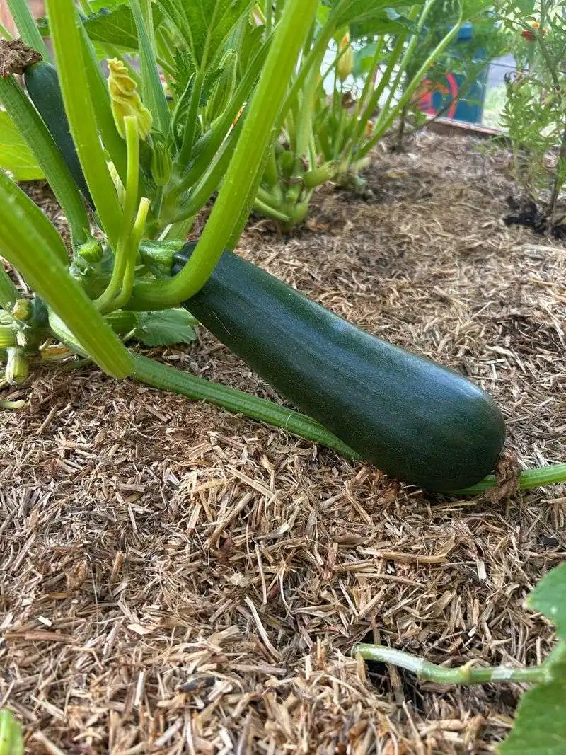 Zucchini
