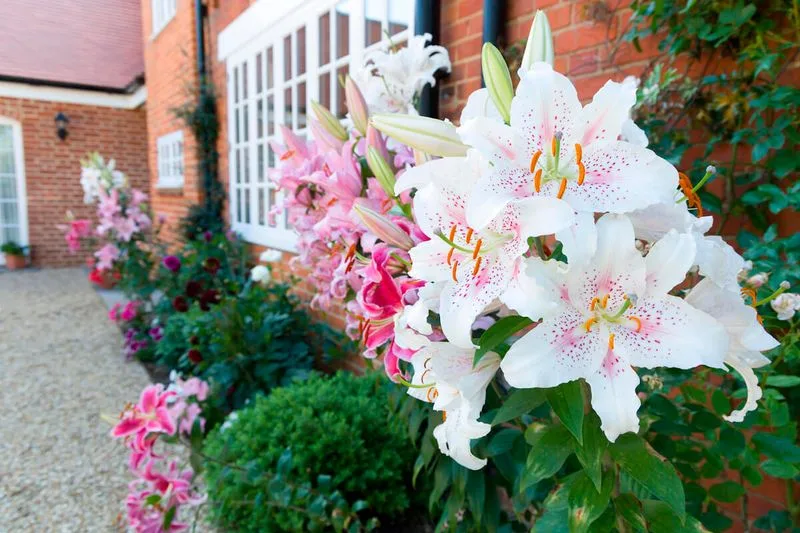 Lilies