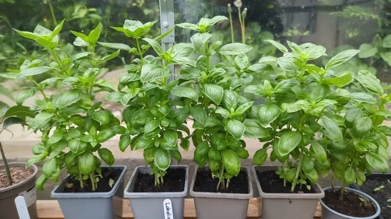 Basil