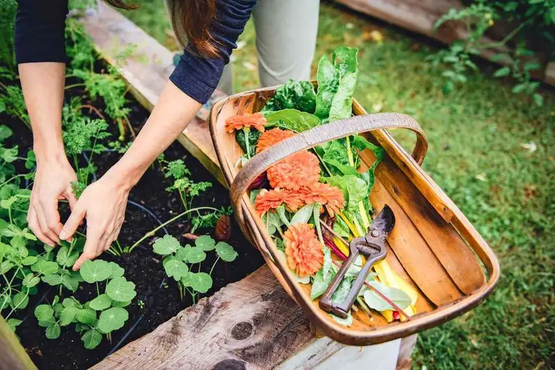 Culinary Garden